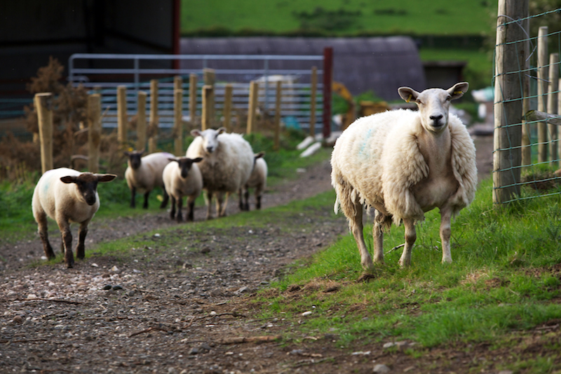 Sheep on a farm on Fair Head, a promontory east of Ballycastle, Northern Ireland, a frequent ‘Game of Thrones’ filming location, June 12, 2013. — Picture by Hazel Thompson/The New York Times