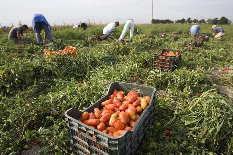 Foreign workers picking tomatoes on a farm in Australia. u00e2u20acu201d Reuters file pic
