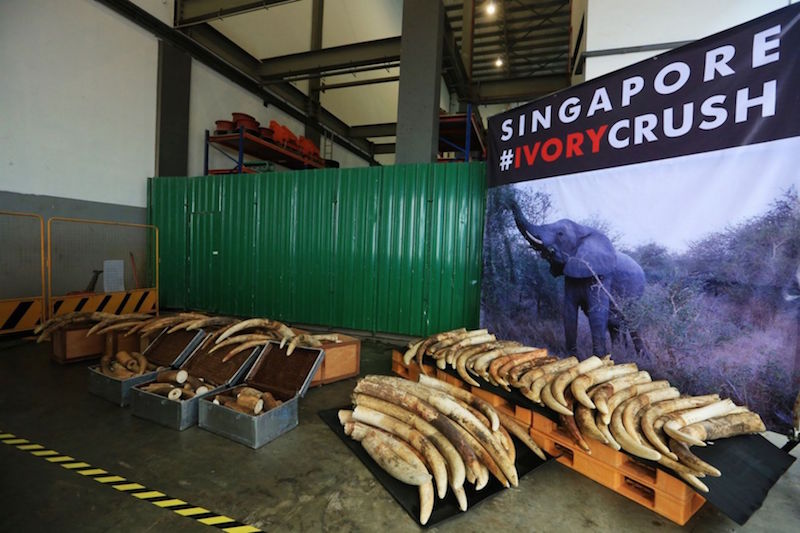 The Agri-Food & Veterinary Authority crushed 7.9 tonnes of seized elephant ivory, from various detections in the recent years on June 13, 2016. u00e2u20acu201d TODAY pic