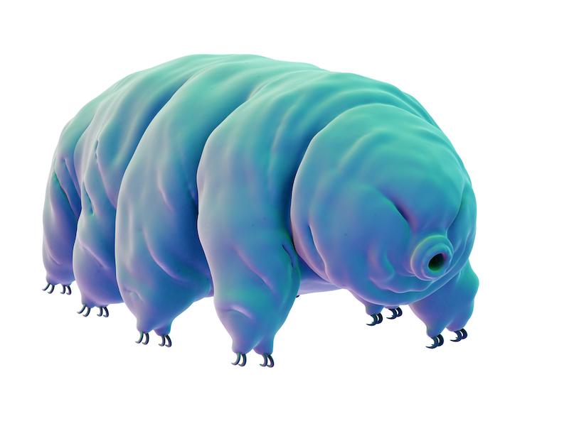 Tardigrades, as the water bears are more prosaically known, have long fascinated scientists with their veritable superpowers of survival. u00e2u20acu201d Handout via AFP