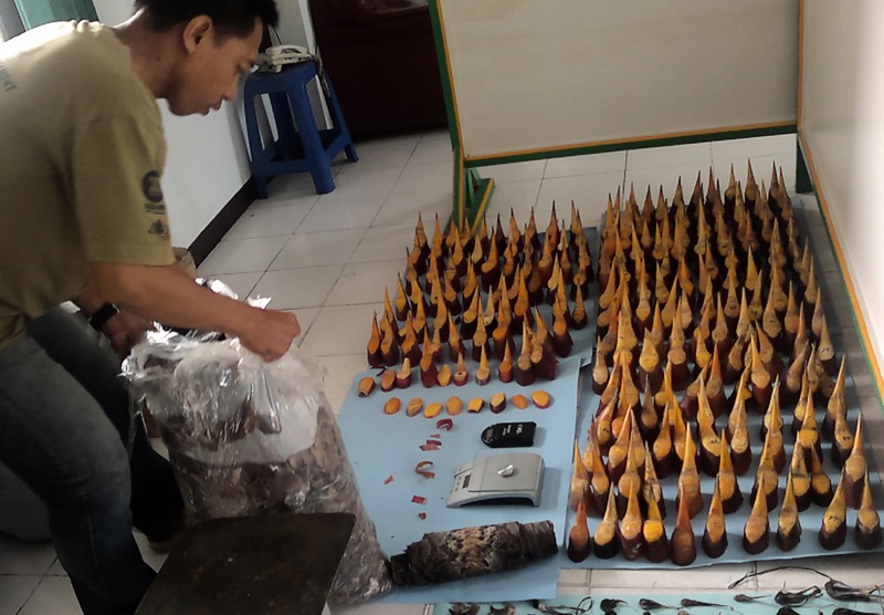 In this handout photograph taken on April 26, 2013 and released by the Forest Police Rapid Reaction Unit (SPORC) shows various hornbill ivory seized by SPORC at their headquarters in Pontianak, West Kalimantan province. — AFP pic
