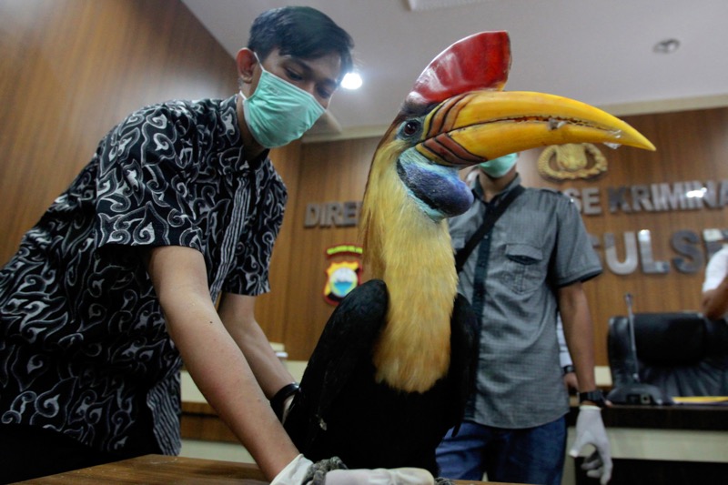 This picture taken on September 9, 2016 shows plain clothes police displaying a stuffed hornbill trophy seized from smugglers in Makassar, South Sulawesi province. u00e2u20acu201d AFP pic