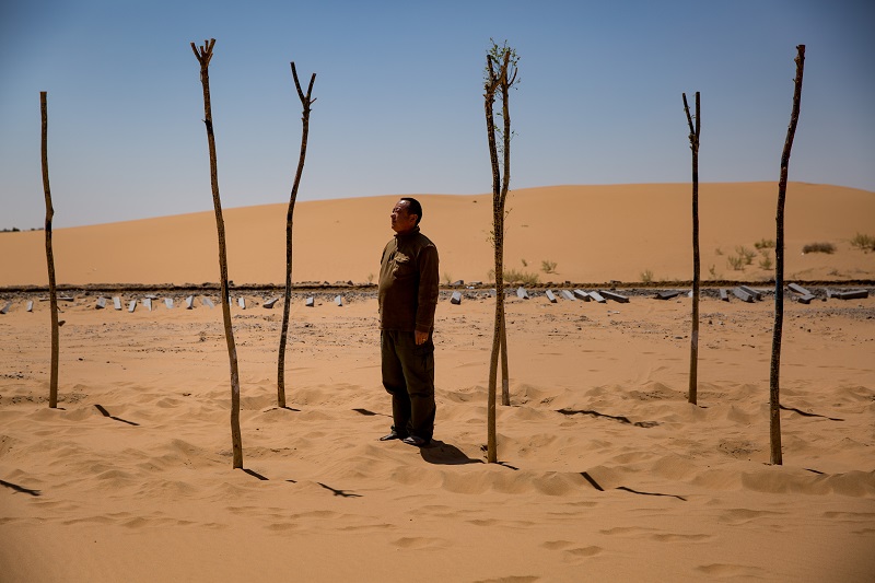 Guo Kaimin stands between trees he planted to help hold back the sand in the Tengger Desert in China, June 15, 2016. Guo, a farmer, also manages a sand sculpture park on the edge of the expanding desert landscape. — Picture by Josh Haner/The New York Times