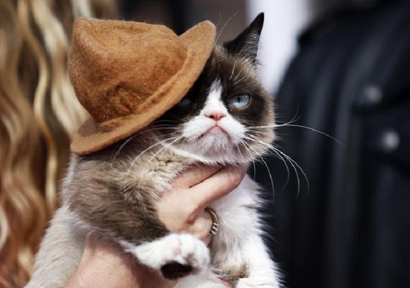 Grumpy Cat arrives at the 2014 MTV Movie Awards in Los Angeles, California April 13, 2014. u00e2u20acu201d Reuters pic 