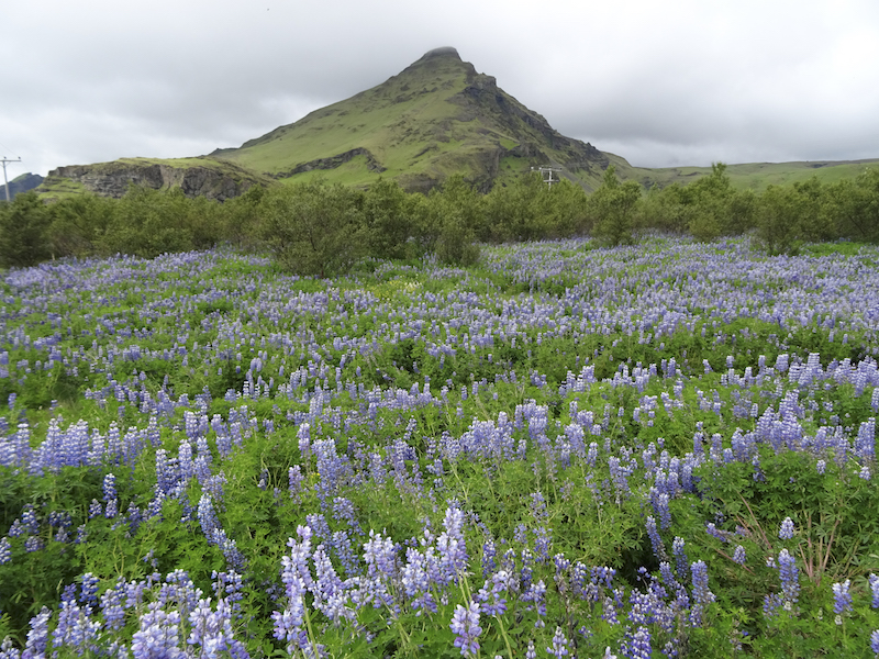 In an undated handout photo, a field of purple lupine flowers in Iceland. — Picture by Christine Negroni via The New York Times