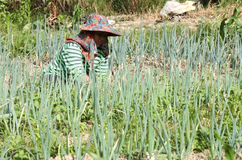At the foothills of the mountain, the predominantly Dusun community live a simple life centred around farming and family. 