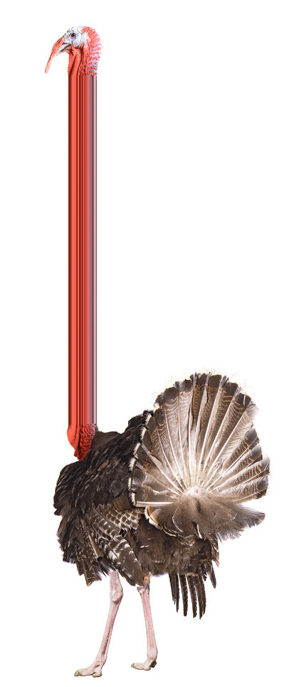 So much mystery shrouds a poultry staple on Brazilian dinner tables that geneticists, science writers and cooks all find themselves grappling with the same vexing question: What is a Chester, anyway? u00e2u20acu201d Illustration by Antonio de Luca/The New York Times;