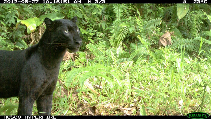 A leopard caught on a camera trap by Dr Gopalasamy Reuben Clements and his team. — Picture courtesy of Rimba via TODAY