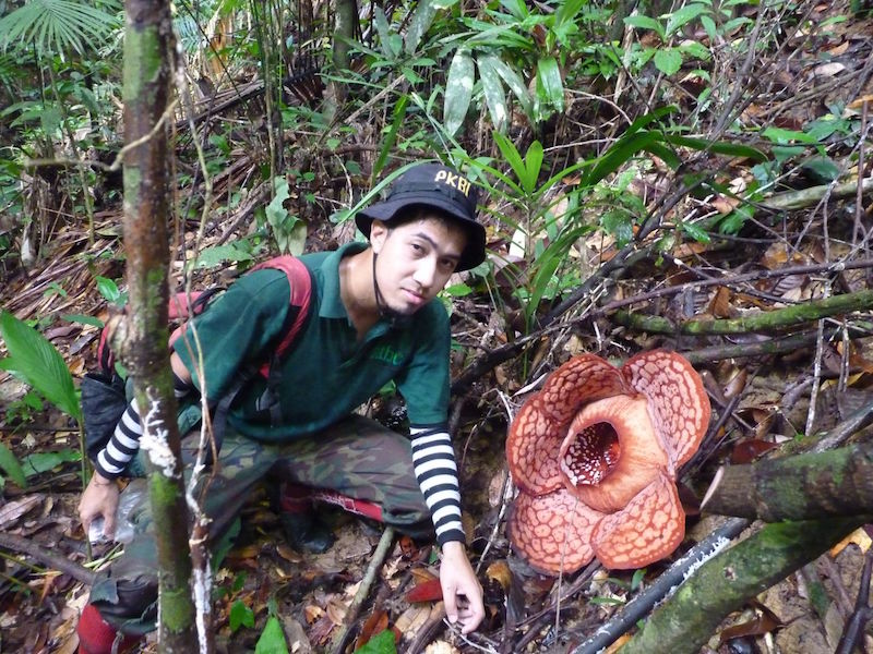 Dr Gopalasamy Reuben Clements with a Rafflesia while doing fieldwork in Malaysia in 2012. u00e2u20acu201d Picture courtesy of Rimba via TODAY