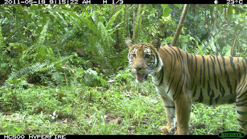A tiger caught on one of Dr Gopalasamy Reuben Clements’ camera traps. — Picture courtesy of Rimba via TODAY