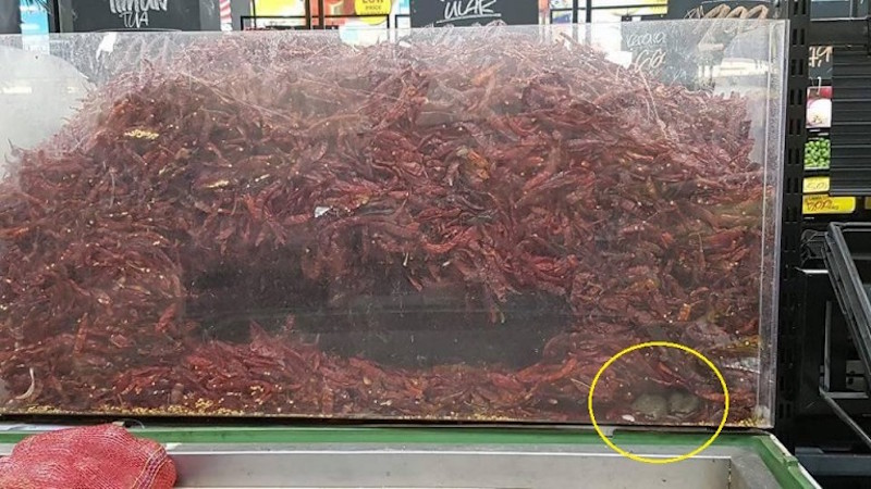 The picture purportedly showing rats in a pile of dried chillies that went viral. u00e2u20acu201d Picture via Facebook