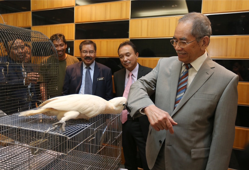 Wan Junaidi smiles as a Mollucan Cockatoo tries to pry off the buttons of his suit at the ministryu00e2u20acu2122s building in Putrajaya yesterday. u00e2u20acu201d Picture by Razak Ghazali