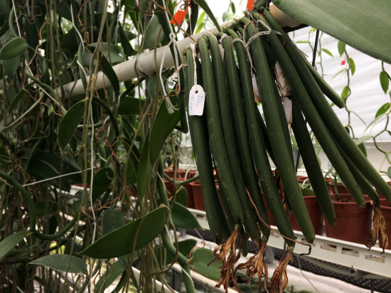 This file photo taken on Oct 12, 2016 shows vanilla orchids at the greenhouse of the University of Wageningen in Bleiswijk on Oct 12, 2016. u00e2u20acu201d AFP pic