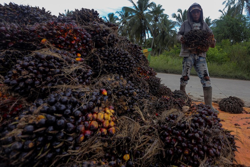A worker carries palm oil fruits during harvest time at Teluk Payu village in Banyuasin, Indonesiau00e2u20acu2122s South Sumatra province, November 28, 2016, in this picture taken by Antara Foto. u00e2u20acu201d Reuters pic