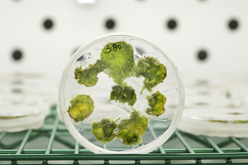 In an undated handout image, tobacco in a petri dish, part of a study of genetic engineering techniques to alter photosynthesis at the University of Illinois. — Picture by Haley Ahlers/University of Illinois at Urbana-Champaign via The New York Times