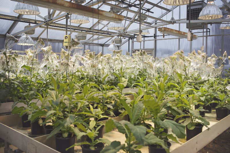 In an undated handout image, tobacco seedlings used in a study of genetic engineering techniques to alter photosynthesis at the University of Illinois. u00e2u20acu201d Picture by Haley Ahlers/University of Illinois at Urbana-Champaign via The New York Times