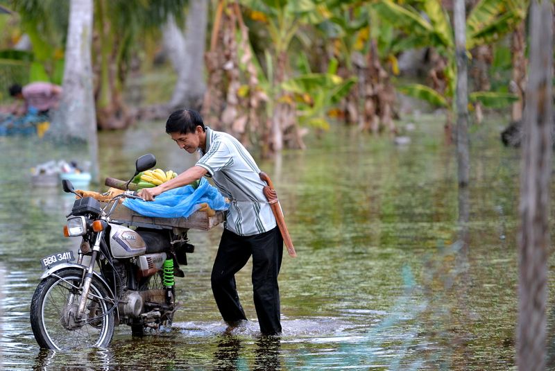 Pekebun Lim Meng Chan, 53, meredah banjir menggunakan motosikal untuk membawa tandan pisang keluar daripada kebunnya yang dinaiki banjir di Kg Simpang Tiga Rungkup, Bagan Datoh 19 Nov 2016. u00e2u20acu201d Foto Bernama