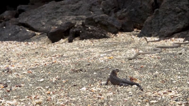 A snake approaches an iguana in this clip from BBC Earth. u00e2u20acu201d Picture via YouTube/BBC Earth