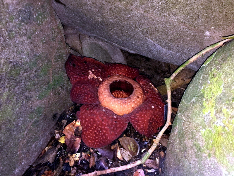 A Rafflesia tuan mudae in bloom at the Gunung Gading National Park in Lundu, Sarawak November 20, 2016. u00e2u20acu201d Bernama pic