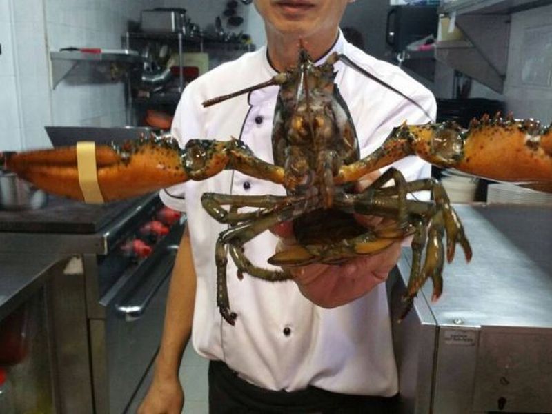 Breton's live lobsters are imported from Boston and Nova Scotia.