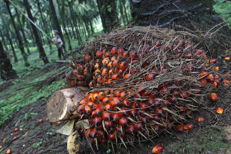 A worker harvests palm fruit at a plantation in Indonesia's north Sumatra province November 1, 2012. u00e2u20acu201d Reuters pic
