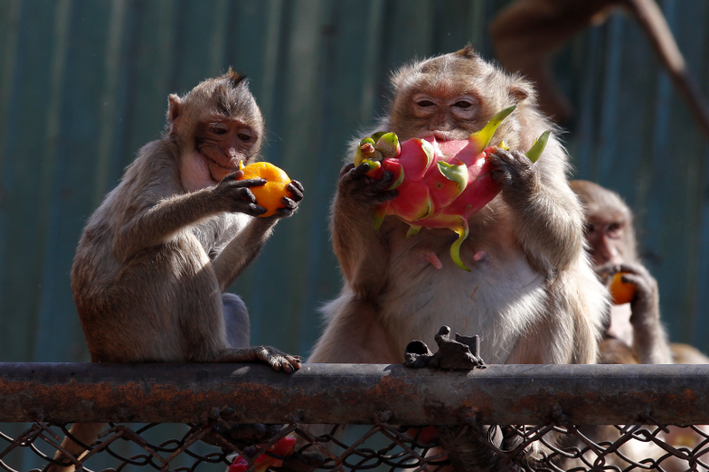 Monkeys eat fruits during the Monkey Buffet Festival, near the Phra Prang Sam Yot temple in Lopburi November 27, 2016. u00e2u20acu201d Reuters pic