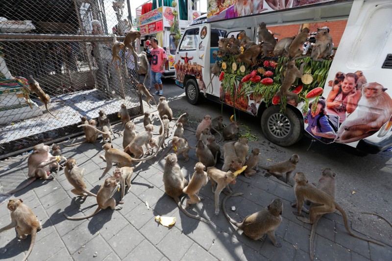 Monkeys eat fruits and vegetables in a van during the Monkey Buffet Festival, near the Phra Prang Sam Yot temple in Lopburi November 27, 2016.