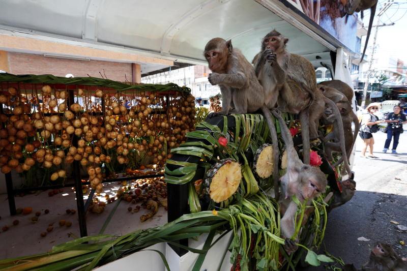 Monkeys eat fruits and vegetables in a van during the Monkey Buffet Festival, near the Phra Prang Sam Yot temple in Lopburi November 27, 2016.