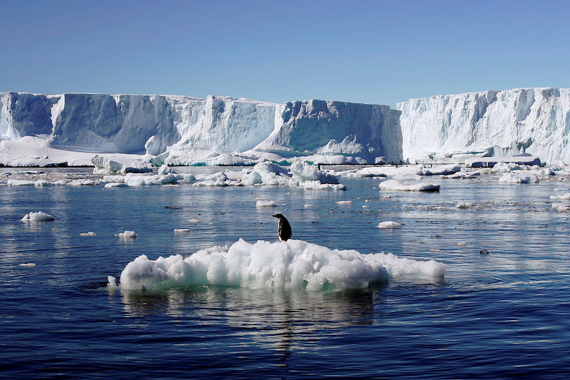 An Adelie penguin stands atop a block of melting ice near the French station at Dumont di Urville in East Antarctica January 23, 2010. u00e2u20acu201d Reuters pic