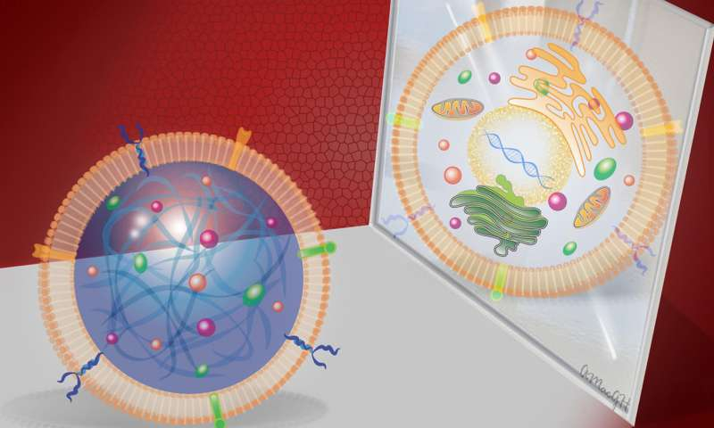 Synthetic stem cells reduce the risks of immune rejection and tumor growth in cellular therapy. u00c2u00acu00e2u20acu201d Picture courtesy of Alice Harvey/NC State University
