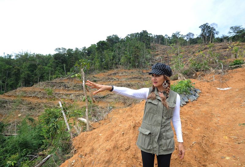 Peka president Puan Sri Shariffa Sabrina Syed Akil shows the deforestation at theTeranum Hulu Forest Reserve, near Tras, Pahang, December 28, 2016. u00e2u20acu201d Bernama pic