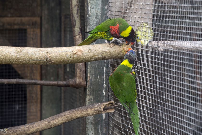 Parakeets at the Penang Bird Park. — Picture by K.E.Ooi