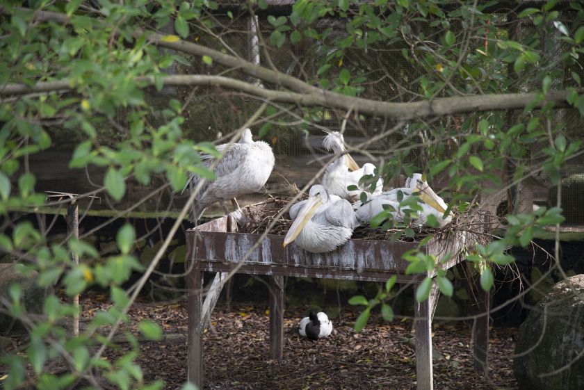 Pelicans at the Penang Bird Park. — Picture by K.E.Ooi
