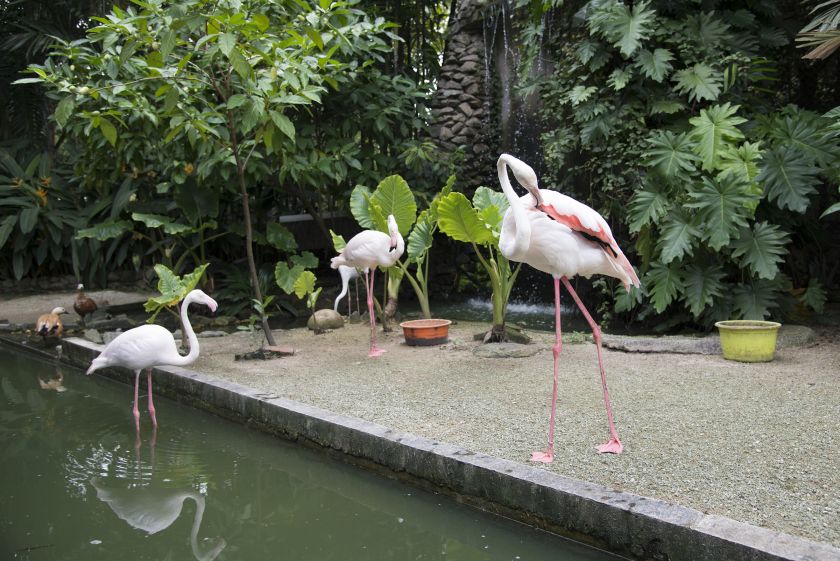 Pink flamingoes at the Penang Bird Park. — Picture by K.E.Ooi