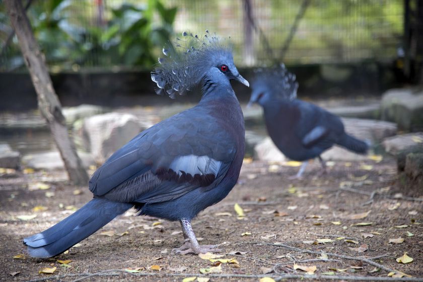 The Penang Bird Park has a variety of birds that Dr Gino insisted are happy as most are breeding. — Picture by K.E.Ooi