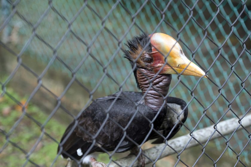 The Penang Bird Park is the only park in the world that keeps the highly endangered helmeted hornbill in captivity. — Picture by K.E.Ooi