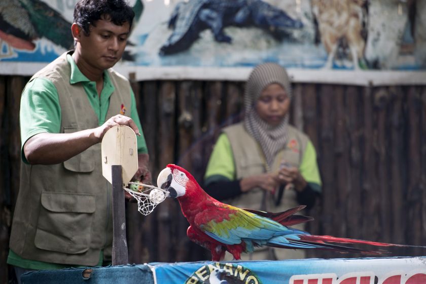 The scarlet macaw performing a trick during a bird show. — Picture by K.E.Ooi