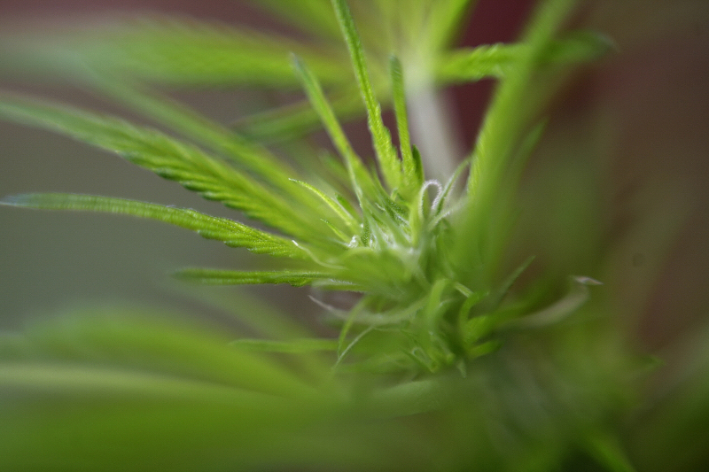 Uruguay is a global pioneer when it comes to pot: under a 2013 law, the government supervises production of it as part of a plan to undermine drug traffickers. u00e2u20acu201d AFP pic