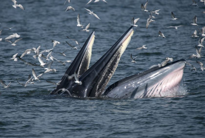 This picture taken on November 20, 2016 shows a mother Bryde's whale (front) and her calf feeding on anchovies in the Gulf of Thailand, off the coast of Samut Sakhon province. u00e2u20acu201d AFP pic