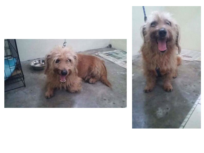 Yes, it was my dog in his smiley, scruffy glory. The happiest-looking dog I know.