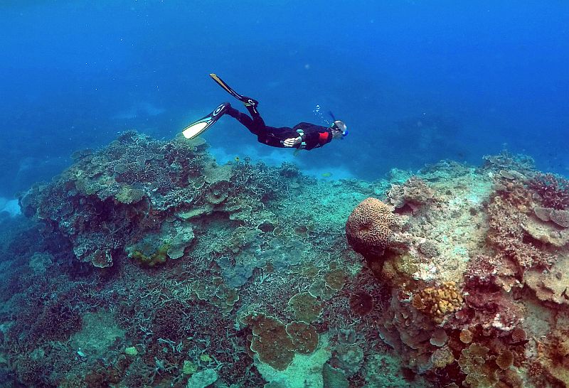 A man snorkels in an area called the u00e2u20acu02dcCoral Gardensu00e2u20acu2122 near Lady Elliot Island, on the Great Barrier Reef, northeast of Bundaberg town in Queensland June 11, 2015. u00e2u20acu2022 Reuters pic