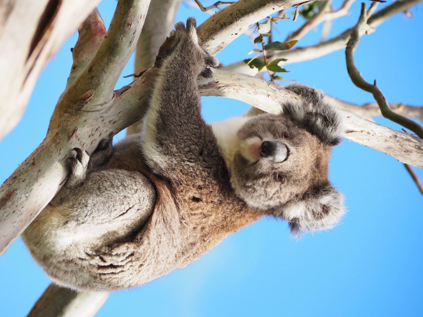 So cute: On the way to Cape Otway Lightstation, there are tall eucalyptus trees growing along the road where koalas thrive. — TODAY pic