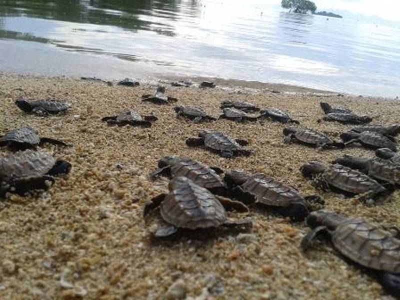 Not as renowned as Selingan island within the Turtle Islands Marine Park, Libaran is gaining ground as an alternative, making leaps and bounds in environmental educational with its own turtle hatchery and some good glamping experience. ― Picture courtes