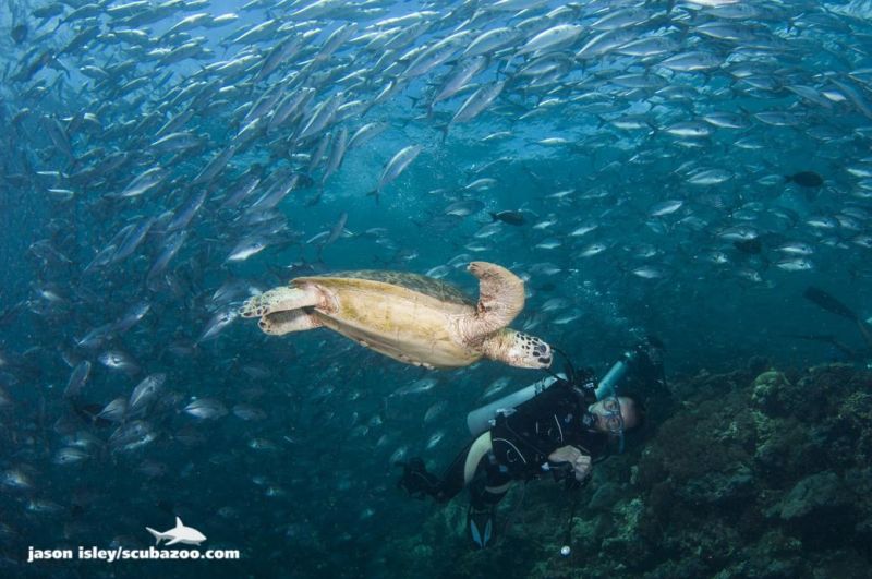 Sipadan island is among the top highlights of any avid scuba diver's list u00e2u20acu201d turtles, big schools of barracudas and tuna, and giant bumphead parrotfish are among the most glorious sights you can see here. u00e2u20acu2022 Picture courtesy of Scubazoo Images 