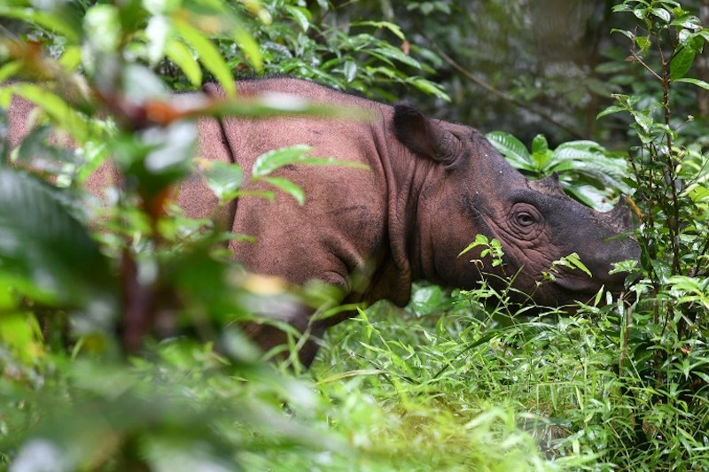 Andatu, a Sumatran rhino, one of the rarest large mammals on earth, is seen at the Rhino Sanctuary at Way Kambas National Park in eastern Sumatra, November 8, 2016. u00e2u20acu201d AFP pic