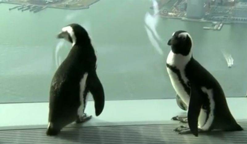 Penguins enjoying the view from New York's World Trade Centre from the Reuters video.