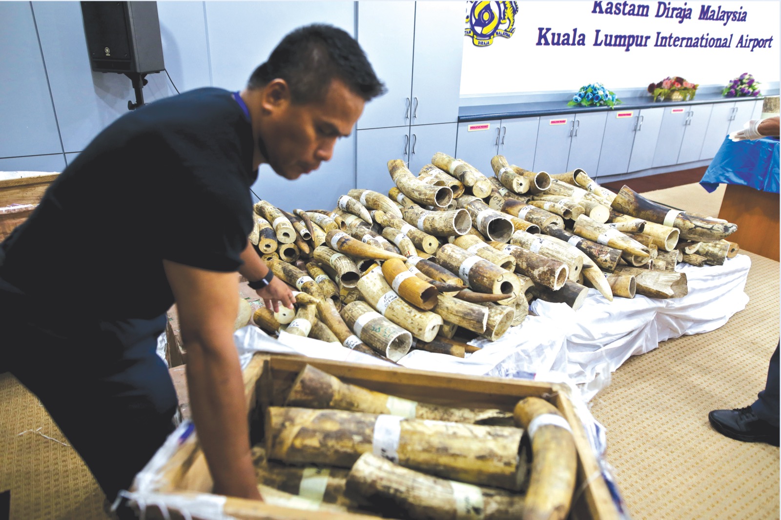 A Customs officer arranges the seized tusk at KLIA. u00e2u20acu201d Picture by Malay Mail