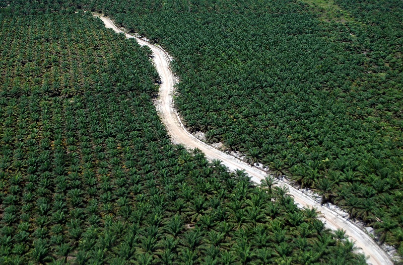 An aerial photo of a road running through an palm plantation in Dumai, Riau, Sumatra island, Indonesia, August 9, 2016 in this photo taken Antara Foto. u00e2u20acu201d Reuters pic