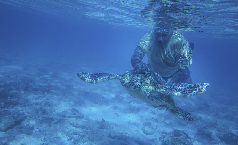 Pita Qarau catches a hawksbill turtle to monitor its health on the Fijian Island of Yadua January 3, 2017. A moratorium on harvesting turtles and a WWF programme have helped replenish Fiji’s turtle population after decades of decline. — Picture by Lam Yik Fei/The New York Times