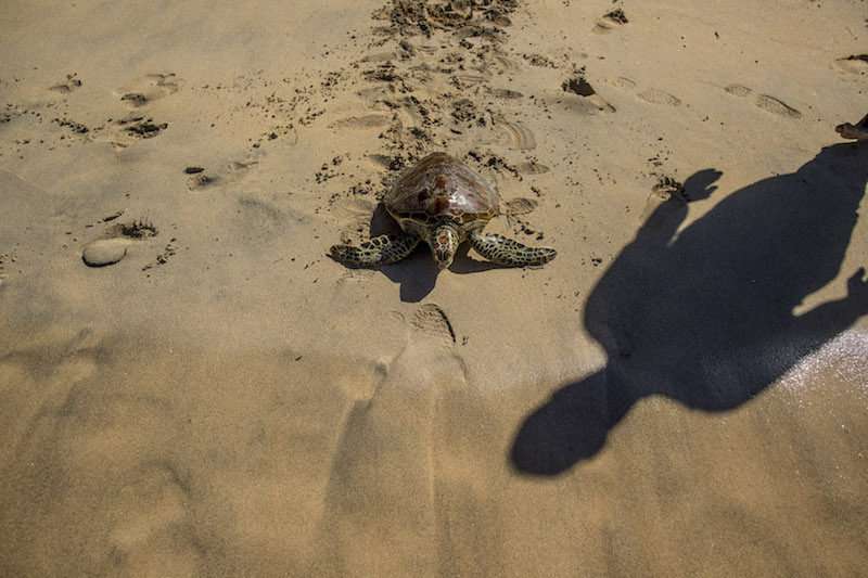 A hawksbill turtle on the Fijian Island of Yadua January 3, 2017. u00e2u20acu201d Picture by Lam Yik Fei/The New York Times